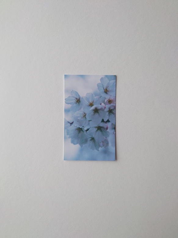 桜　メッセージカード　20枚入　バースデーカード　ミニカード　ショップカード 1枚目の画像