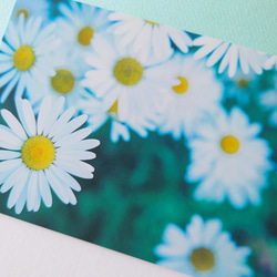 マーガレット　グリーティングカード　ポストカード　写真　バースデー　誕生日　文字入れサービス有り 2枚目の画像