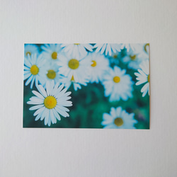 マーガレット　グリーティングカード　ポストカード　写真　バースデー　誕生日　文字入れサービス有り 4枚目の画像