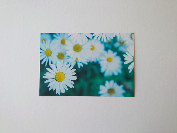 マーガレット　グリーティングカード　ポストカード　写真　バースデー　誕生日　文字入れサービス有り 4枚目の画像