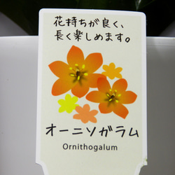 ★ENGEI ichioki★オーニソガラム・鉢花02◆オレンジ色花・球根種◆ 9枚目の画像