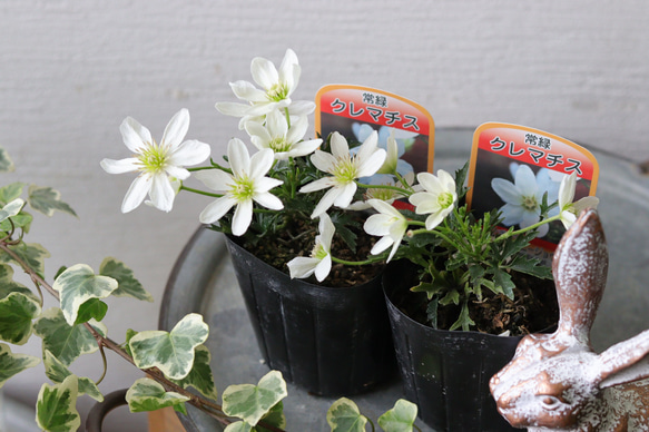 クレマチス　苗　⑤ クレマチス苗 5本 はやて しずく アコウエンシス/苗 雫 ヴィオルナ系