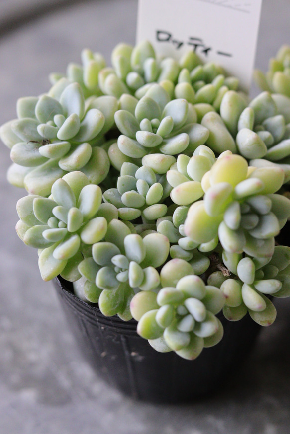 多肉植物【ロッティー】1苗のみ その他インテリア雑貨 トータル
