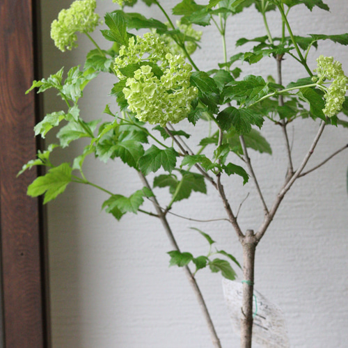 ビバーナム スノーボール 【品番3473】 Amazon | ビバーナム 苗木