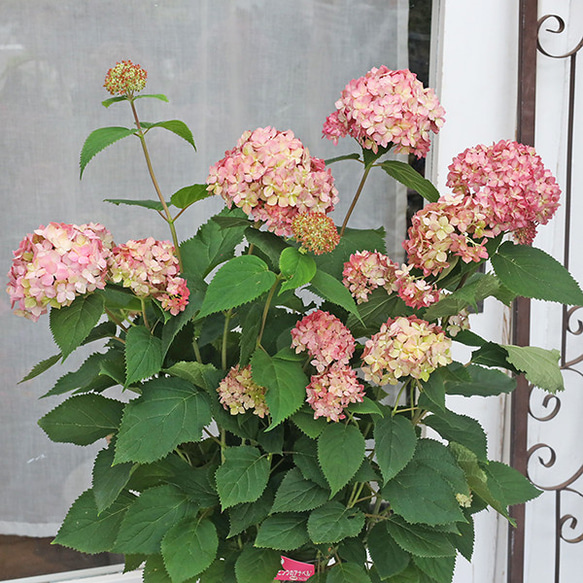 現品販売 鉢花 アメリカ アジサイ ピンクのアナベル 5号 H70cm 紫陽花