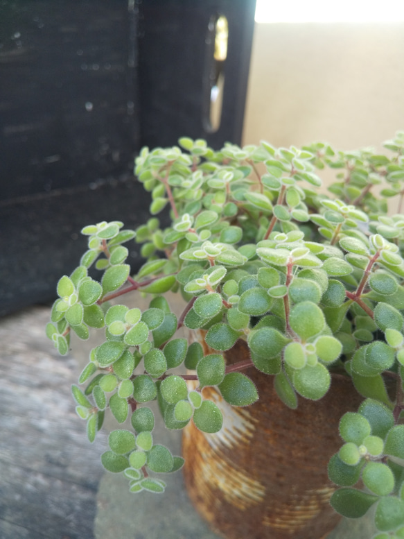 多肉植物 ブロウメアナ  カット苗 鉢の中すべて根元部分からカット 4枚目の画像