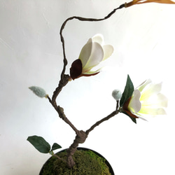 和モダン・白木蓮の苔盆栽アレンジメント(受け盆付き) 2枚目の画像