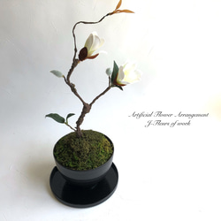 和モダン・白木蓮の苔盆栽アレンジメント(受け盆付き) 1枚目の画像