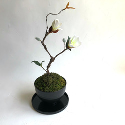 和モダン・白木蓮の苔盆栽アレンジメント(受け盆付き) 6枚目の画像