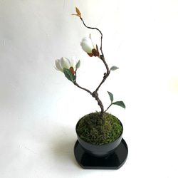 和モダン・白木蓮の苔盆栽アレンジメント(受け盆付き) 4枚目の画像