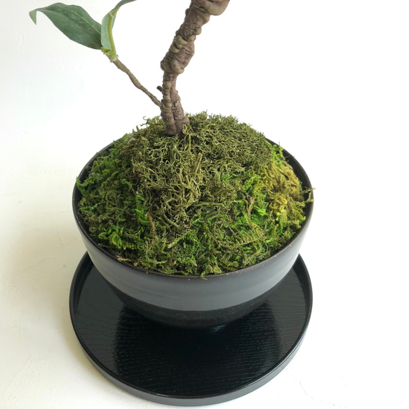 和モダン・白木蓮の苔盆栽アレンジメント(受け盆付き) 3枚目の画像