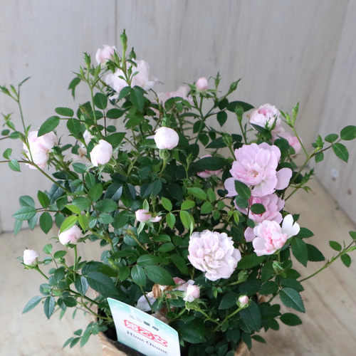 布花作品♡チャーミングな薔薇たち 布花ミニ薔薇の制作過程。100本薔薇のフラワーボードに