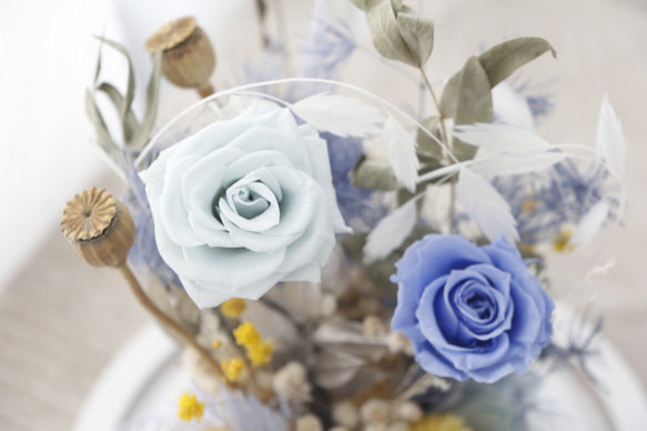 [ジェミニ] 瓶の中のバラ、新鮮なアクアブルーの永遠の花のガラスカバー、色褪せない花、星の王子さまへのバレンタインデーの誕生日プ 3枚目の画像
