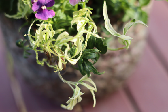 お気に入りのフラワーペダルポットの寄せ植え♡大 ラスト！ 6枚目の画像