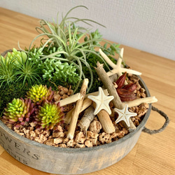 母の日Giftに！【多肉植物・流木・海の素材を入れた寄せ植えアレンジメント 円型】＊アーティシャルフラワー ＊ドライ素材 3枚目の画像