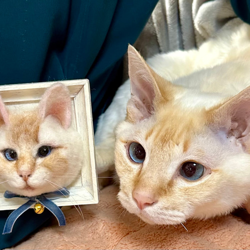 羊毛フェルト 猫ちゃんオーダー