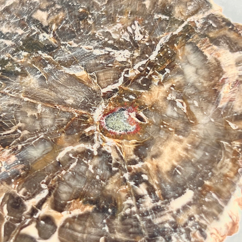 ⭐︎天然石珪化木ペトリファイドウッドスライス