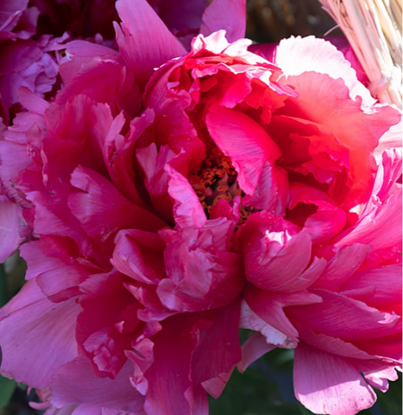 牡丹【大紅喜(だいこうき)大株】わらぼっち寒牡丹にも植えられる華やかさ 1枚目の画像