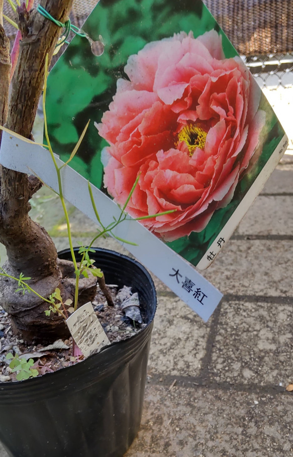 牡丹【大紅喜(だいこうき)大株】わらぼっち寒牡丹にも植えられる華やかさ 3枚目の画像