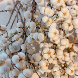 ナンキンハゼ 25本セット 11〜14粒 N-2 ドライフラワー Satsuki 通販