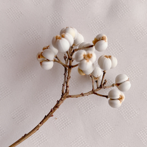 ナンキンハゼ 25本セット 11〜14粒 N-2 ドライフラワー Satsuki 通販