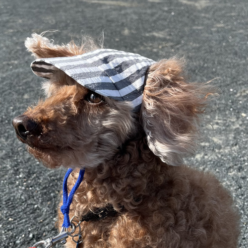 犬の帽子【ワンちゃんキャップ】ストライプグレー ペット服 