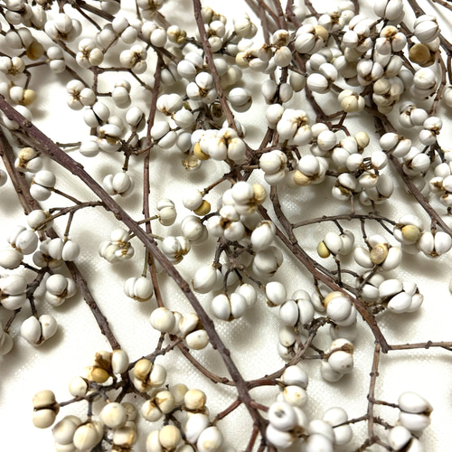 ナンキンハゼ 5〜10粒セット 30本 ドライフラワー Satsuki 通販