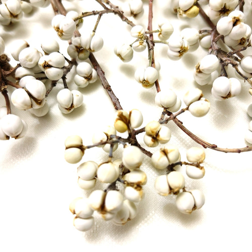 ぷっくりナンキンハゼ30本 ナンキンハゼ 5〜10粒セット 30本 ドライフラワー Satsuki 通販