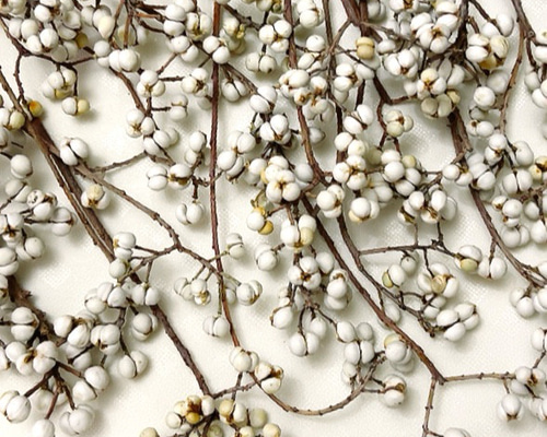 bf6c8d4958a91c5d78fd205449dc2c