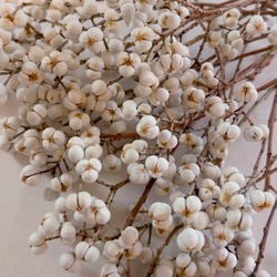 2023年。ナンキンハゼ。ナンキンハゼの実。早期予約専用ページ。ドライフラワー 2023年。ナンキンハゼ。ナンキンハゼの実。早期予約専用ページ