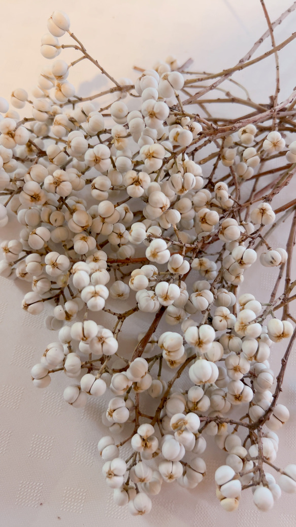 ナンキンハゼ 11〜20粒セット 20本 N-5 ドライフラワー Satsuki 通販