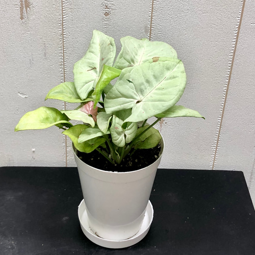 楽天市場】シンゴニウム おしゃれ 観葉植物：シンゴニューム