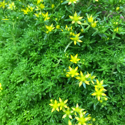 ⭐︎セダム⭐︎細葉万年草　カット苗 1枚目の画像