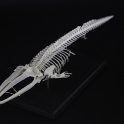 ナガスクジラ　縮小全身骨格レプリカ　Fin whale 1枚目の画像