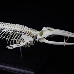 ナガスクジラ　縮小全身骨格レプリカ　Fin whale 4枚目の画像