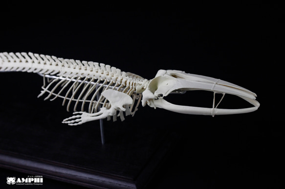ナガスクジラ　縮小全身骨格レプリカ　Fin whale 4枚目の画像