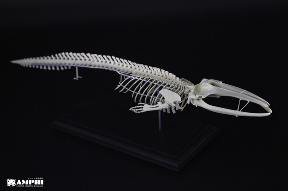 ナガスクジラ　縮小全身骨格レプリカ　Fin whale 2枚目の画像
