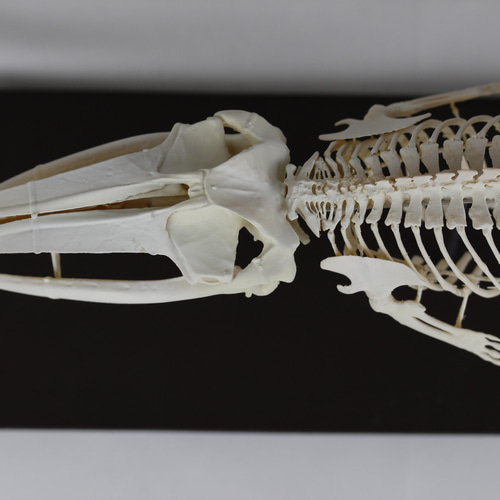 ナガスクジラ 縮小全身骨格レプリカ Fin whale その他置物 アンフィ