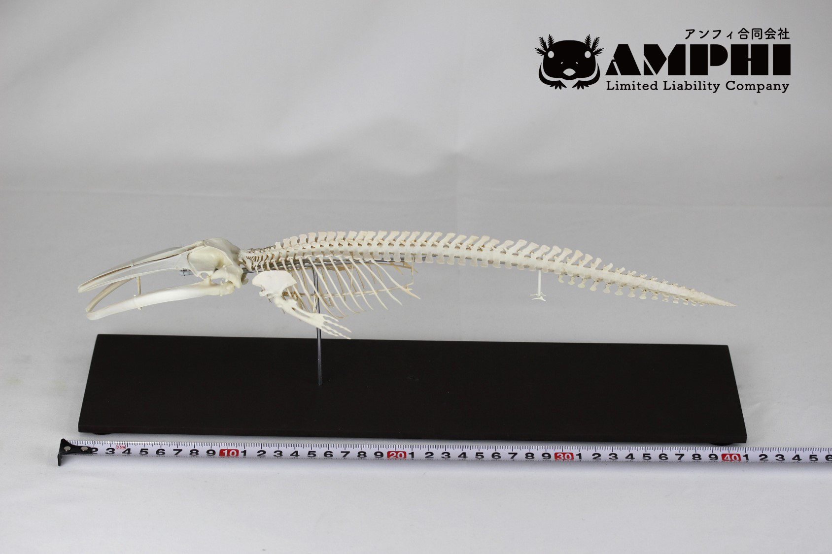 ナガスクジラ　縮小全身骨格レプリカ　Fin whale
