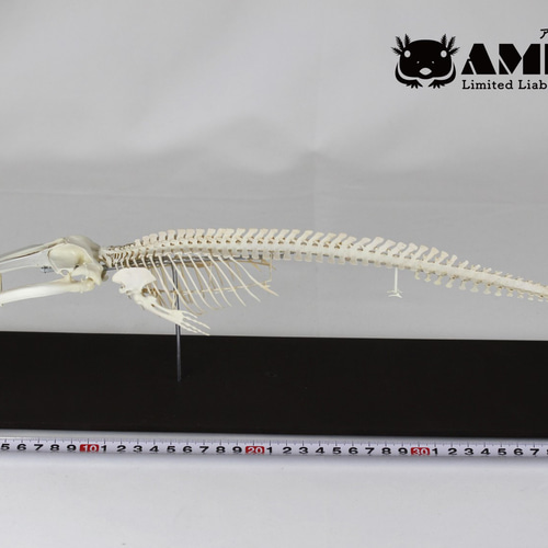 ウチワザメ 半身骨格 ナガスクジラ 縮小全身骨格レプリカ Fin whale その他置物