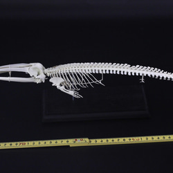 ナガスクジラ　縮小全身骨格レプリカ　Fin whale 5枚目の画像