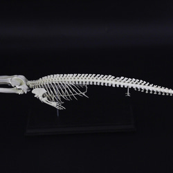 ナガスクジラ　縮小全身骨格レプリカ　Fin whale 3枚目の画像