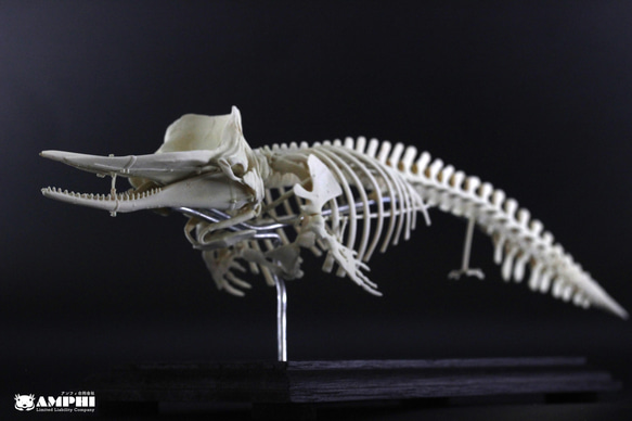 マッコウクジラ　縮小全身骨格レプリカ　Sperm whale 1枚目の画像
