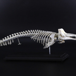 マッコウクジラ　縮小全身骨格レプリカ　Sperm whale 4枚目の画像