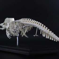 マッコウクジラ　縮小全身骨格レプリカ　Sperm whale 6枚目の画像