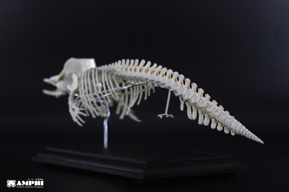 マッコウクジラ　縮小全身骨格レプリカ　Sperm whale 6枚目の画像