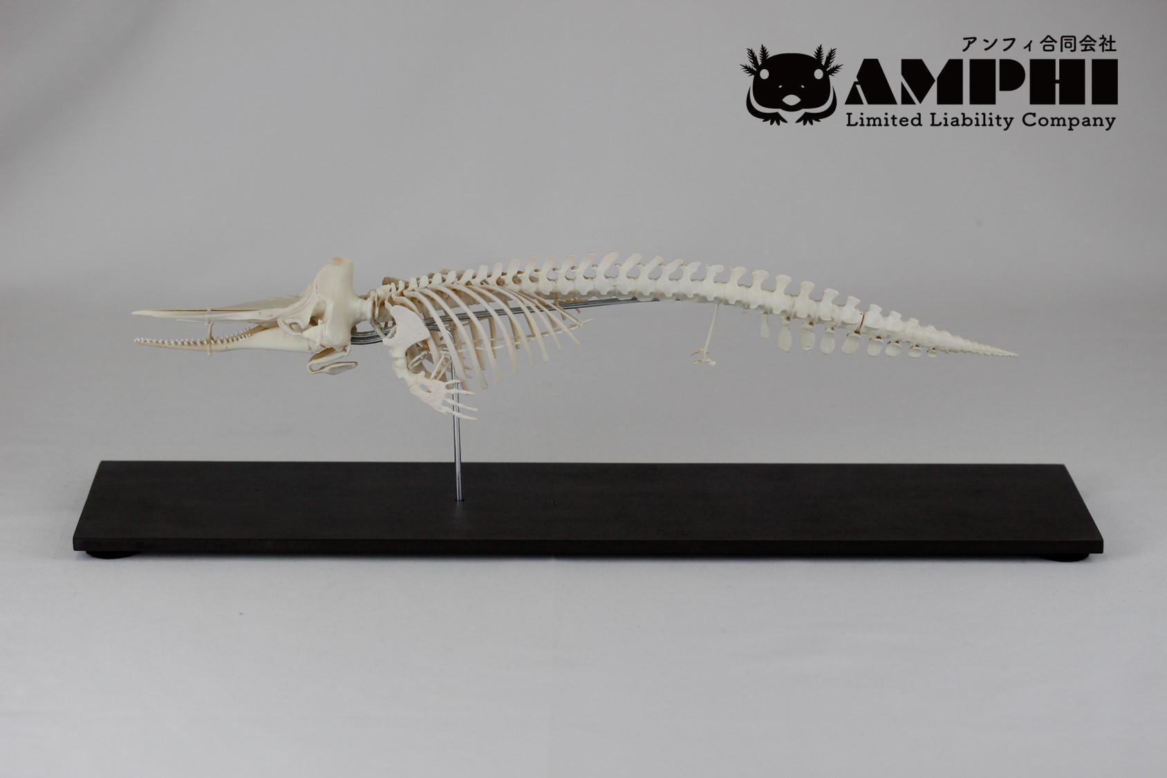 マッコウクジラ 縮小全身骨格レプリカ Sperm whale その他置物