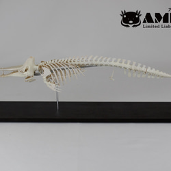 ザトウクジラの骨 ザトウクジラ Humpback whale - Download Free 3D model by 大阪