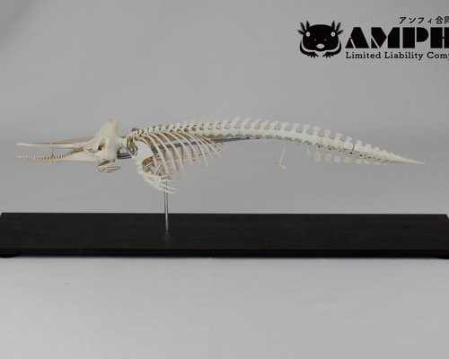 クジラの頭骨 国立科学博物館が収蔵する新種のクジラの頭骨標本レプリカの販売