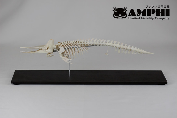 マッコウクジラ 縮小全身骨格レプリカ Sperm whale その他置物